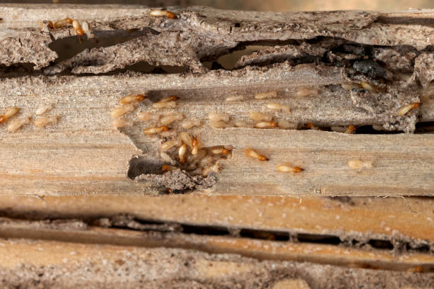 Best Affordable Pest Control Services  in South Chicago Heights, IL