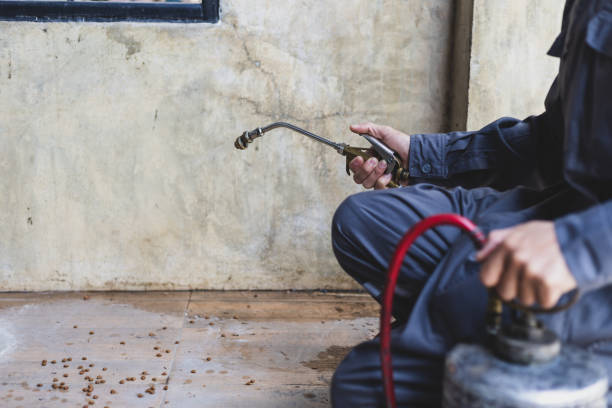 Best Local Pest Control Services  in South Chicago Heights, IL